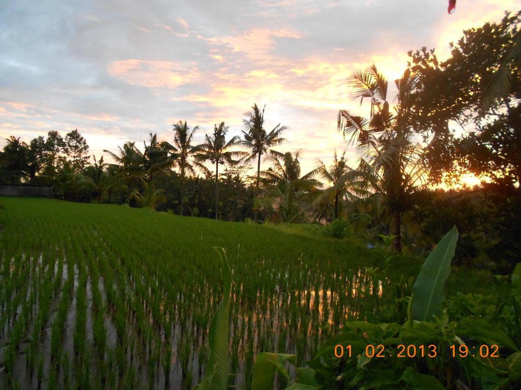 Villa Jasmine B&B Ubud Habitación foto